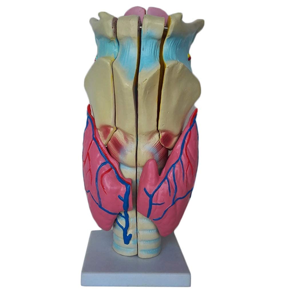 GTHTUHFD Skeleton Model Human Organ Model - Professional Magnified Human Larynx Joint Simulation Model Pvc Medical Anatomy Teaching Model - For Medical Educational Aid