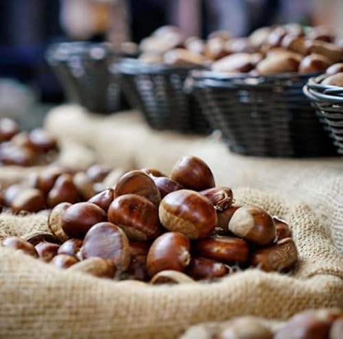 KVJ JOY Fresh Premium Quality Italian Chestnuts, 2lb Bag (Raw, Natural, Unsalted)