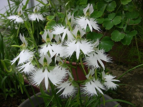 50 Samen Seltene Weie Taube Orchidee White Dove Orchids : Amazon.de: Garten