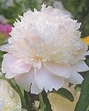 Pfingstrose Shirley Temple Paeonia Lactiflora"1 Wurzelstück mit Augen" Rarität