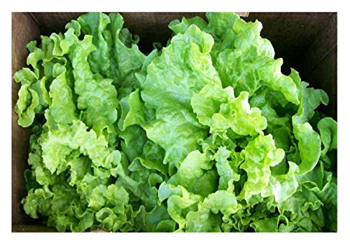 PREMIER SEEDS DIRECT - Lettuce Seeds - Black SEEDED Simpson - 2000 Seeds - Organic/BIO