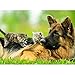 MAIYOUWENG Puzzle Adulto in Legno 1000 Pezzi Pastore Tedesco E Gatto Molto Impegnativo Puzzle per Adulti E Ragazzi Casual, Puzzle di Grandi Dimensioni di Alta qualità