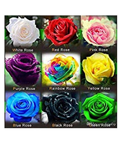 See full amazon price history chart for Nursery Live Rare mixed Rose Seeds, Yellow, White, Red, Pink, Black, Blue, Rainbow 30 Seeds for Growing Nursery Live Rare mixed Rose Seeds, Yellow, White, Red, Pink, Black, Blue, Rainbow 30 Seeds for Growing (B0CJMHS6JS) Amazon Price History, Amazon Price Tracker