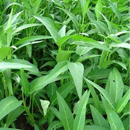 MaliaGarden Thai Kangkong - Water Spinach - 50 Seeds - Ipomoea aquatica - Green Leaf - Kolmi Shag Hybrid Seeds (B089B78Z3N) Amazon Price History, Amazon Price Tracker