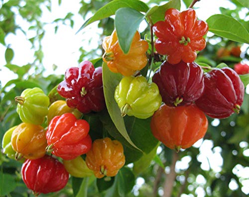 CATTERPILLAR FARM Rare Surinam Cherry Fruit Seedling Live Plant