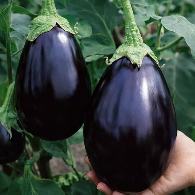 Image of Black Beauty Brinjal Seeds for Home & Terrace Gardening 100+