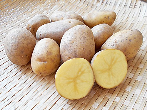 北海道四季工房 北海道剣淵産 ピルカ （Ｍ～Ｌ混）北海道産じゃがいも