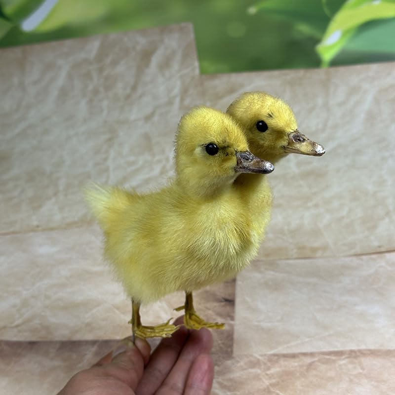 Animal specimens Filled with Real Eurasian Goose/Duck specimens Teaching/Decoration/Props Decoration (Yellow - Two-Headed Duckling)