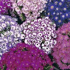 Cineraria Masterpiece Mix 500 Seeds