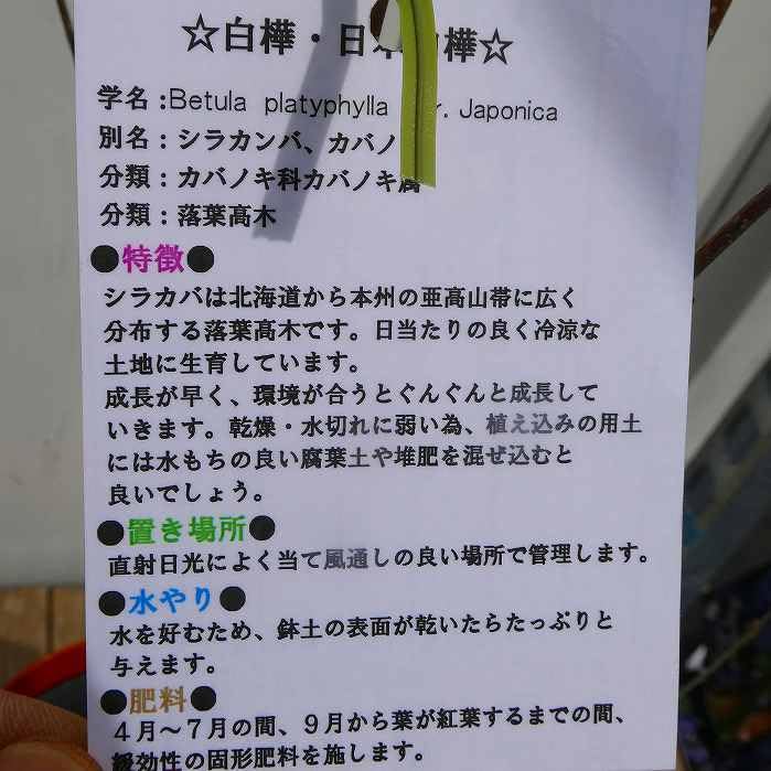 Amazon.co.jp: 白樺 苗 5号 シラカバ 日本白樺 苗木 250318 : DIY 