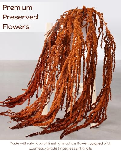 5 piezas de flores secas colgantes Amaranthus marrón miniatura 2
