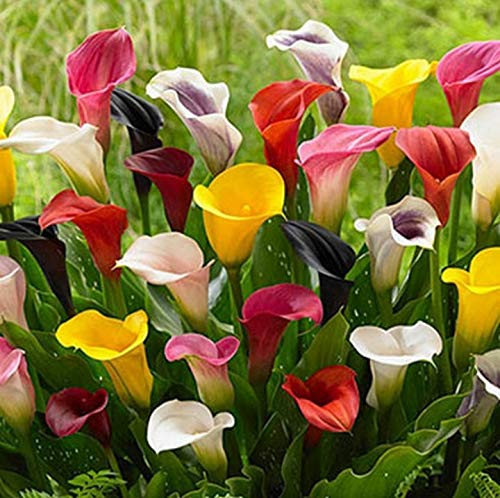 3 X Calla Miste - Bulbi Calle Miste - Bulbi Alta Qualità