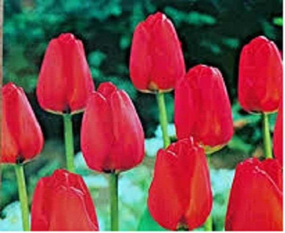 20 x Tulips Bulbs Tulip Cashmir Red Bulbs Tulip Bulbs for Gardens for