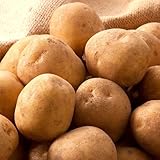 北海道産 訳あり じゃがいも 10kg (品種お任せ・サイズはMサイズ以上) ジャガイモ 馬鈴薯 野菜 秋野菜 ご家庭用 北海道 グルメ お取り寄せ