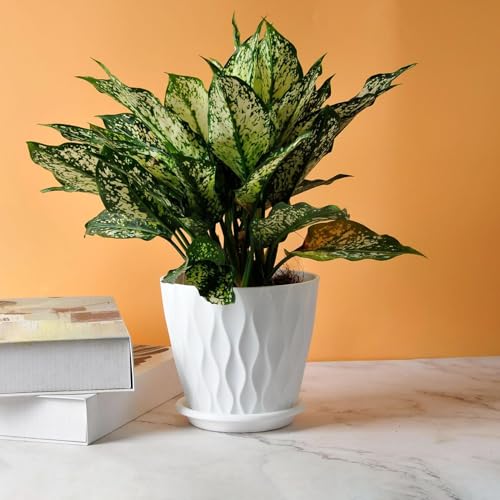 Pot de fleurs robuste avec trou de drainage et soucoupe amovible pour terrasse
