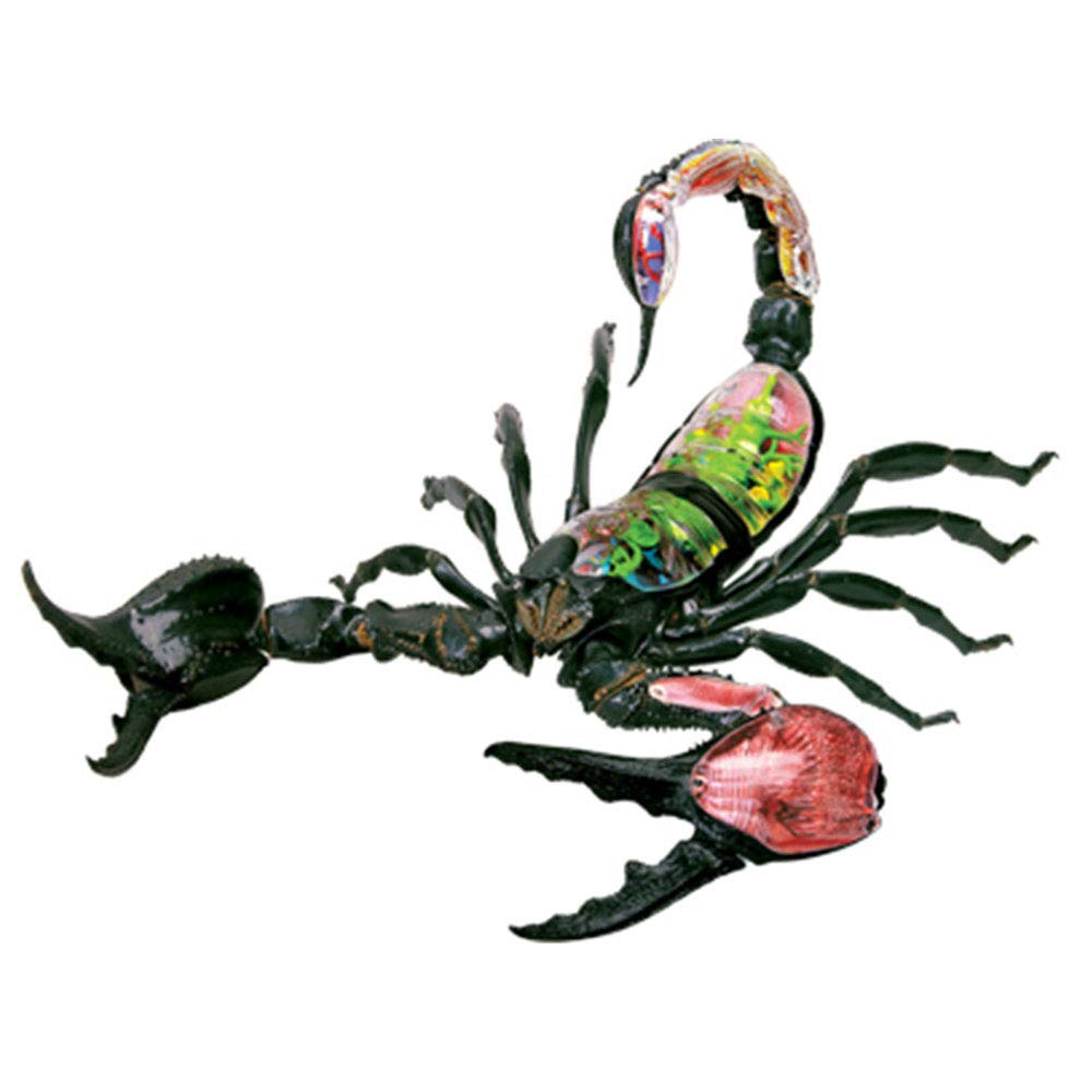 4D-Skorpion-Orgel-Modell – tierisches anatomisches Modell Skorpion-Orgel-Anatomie, geeignet for medizinisches Lehrmodell