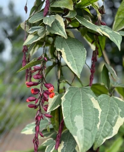 Image of Basor Lata (Scarlet Clock Vine) - Thunbergia Coccinea | Indrapushpa, Chonga Lota, Lady's Slipper Vine | Healthy Live Flowering Climber Plant | Pack of 1 Live Plant