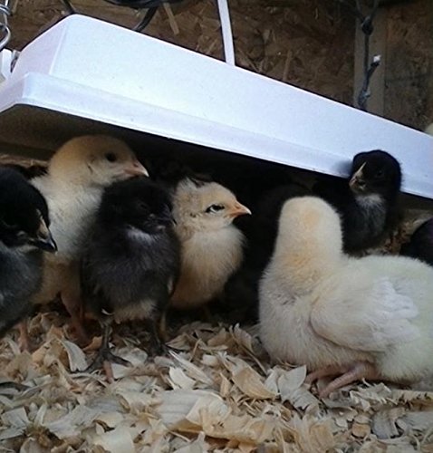 Sweeter Heater Infrared Heater For Chicks & Pets, Overhead 11X30, 100 Watt #TOP1