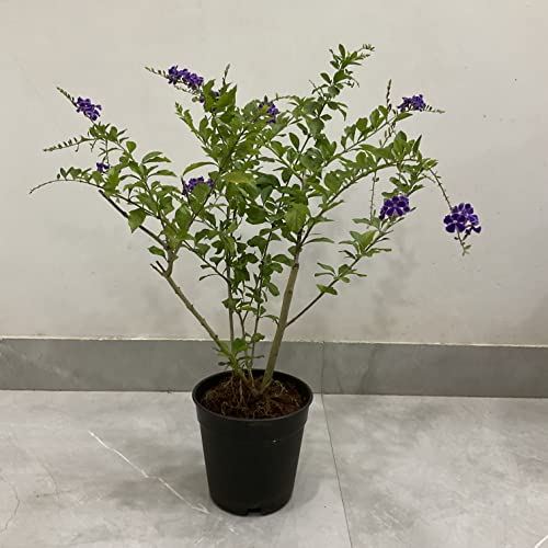 Garden Art Duranta Repense Real Live Plant | Green Natural Beautiful Outdoor Air Purifying Plants In Grower Pots (Pack of 1)