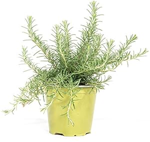 Mgc24 Rosmarin 0561 Kräuterpflanze im Topf