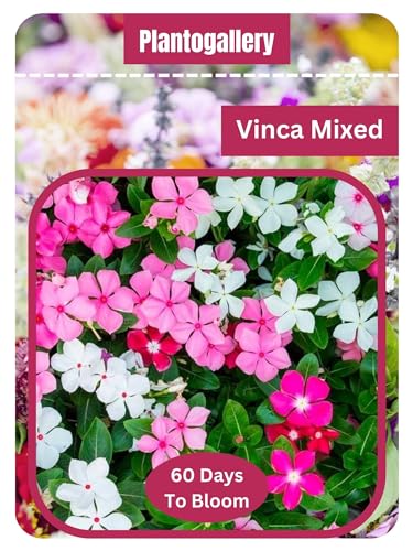 See full amazon price history chart for Sadabahar - Vinca Mixed Flower Seeds - Pack Of 30 Seeds By Plantogallery Sadabahar - Vinca Mixed Flower Seeds - Pack Of 30 Seeds By Plantogallery (B0CYX56H4G) Amazon Price History, Amazon Price Tracker