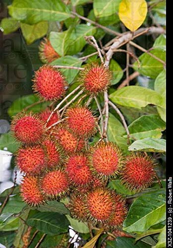 Golden Hills Farm Rare Exotic Tropical fruit