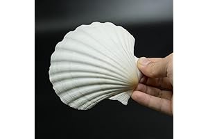 10 PCS 4-5 inch Crafty Seashells for Your Next Masterpiece