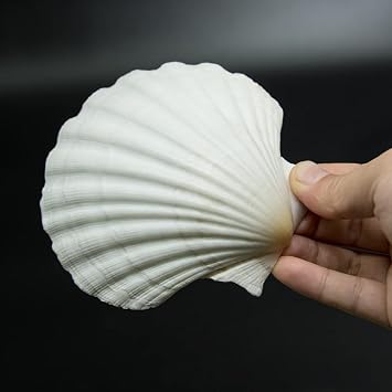 15 PCS 3.5-4 inch Large Scallop Shells Baking Sea Shells Large Natural White Scallop Shell From Sea Beach For DIY Craft Decor