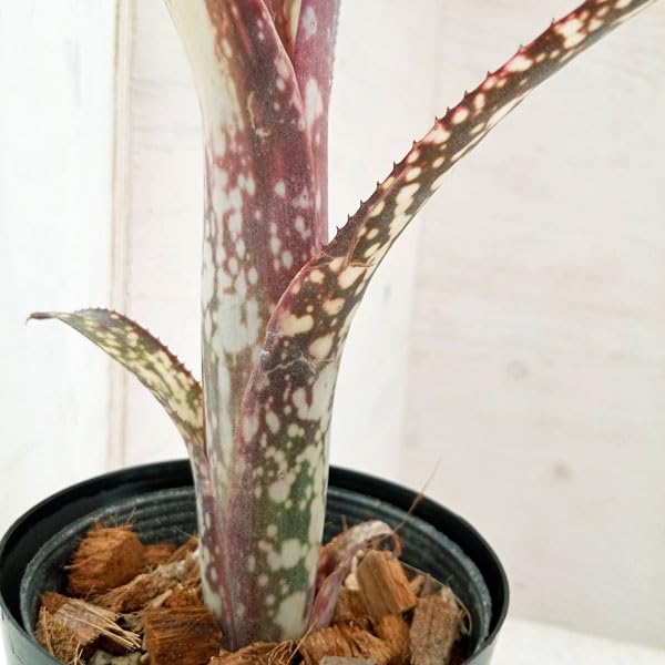 Amazon｜ビルベルギア：ドリーム 4号[筒状の株姿となるブロメリアの