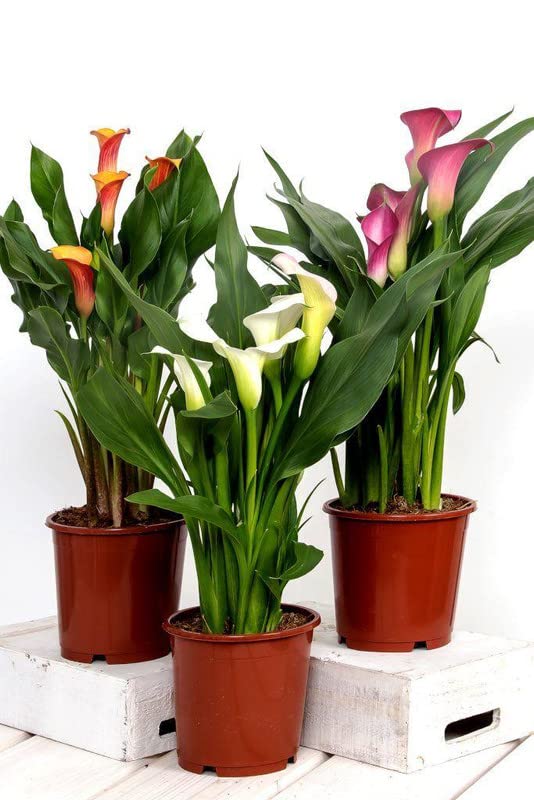 Siviga® Calla lily flower bulbs for Your Garden | multicolor Calla lily seeds Flowering Plants bulb | all season Flowering bulbs for Planters pack of 1 bulbs (B0C5HRXYV8) Amazon Price History, Amazon Price Tracker