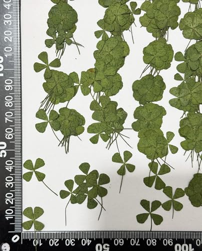 24 pcs Mini flores secas prensadas trébol 1-2cm miniatura 2