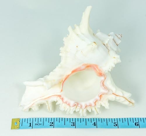 Vista 10 de Nautical Crush Trading Decoración de concha de caracola, decoración de conchas marinas, concha de mar grande de Murex Ramoso de 7-9 pulgadas