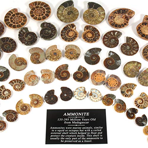 Mini Ammonite Pairs 15-20 mm Cover