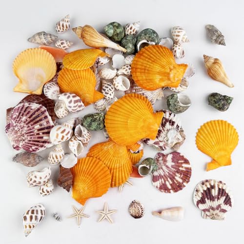 Dogrundi Mistas conchas de mar decoração, Capiz Shells, estrelas do mar decoração, conchas translúcidas táteis marinhas natural, para enchimentos de vasos festa temática de praia decoração