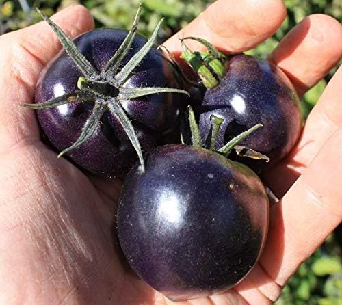 Seeds Rare Tomato Indigo Rose American Blue Medium Vegetable for Planting Heirloom Non GMO
