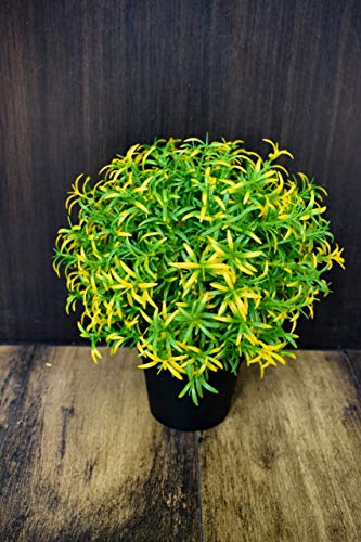 Image of PAPERI Artificial Rosemary Plants for Home Decor - Indoor Fake Rosemary Plant Flowers with Pot, Bathroom Decorations Items, Small Plastic Trees, Decoration Flower for Living Room Table, Yellow