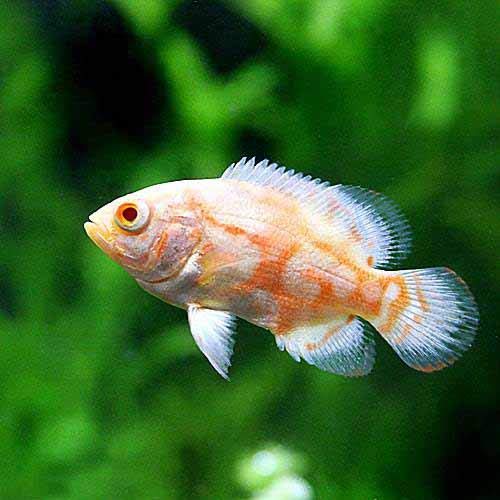 (熱帯魚)アルビノタイガーオスカー(1匹) 北海道・九州航空便要保温