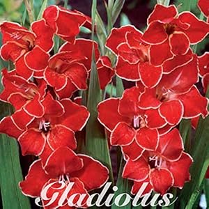 10 stuks Gladiolen | Nanus Atom