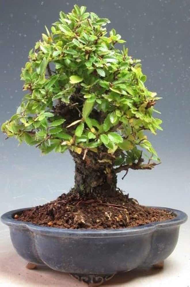 盆栽 欅 ケヤキ 中品盆栽 長方鉢 緑色の葉 盆栽 欅 ケヤキ 中 盆栽 欅 ケヤキ 中品盆栽 長方鉢 緑色の葉 盆栽 欅 ケヤキ 中