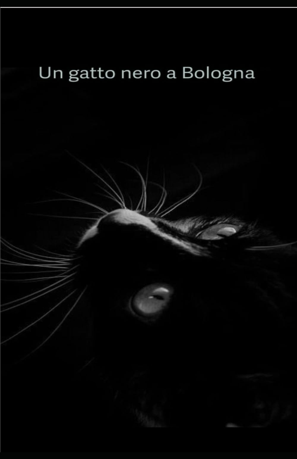 Un gatto nero a Bologna