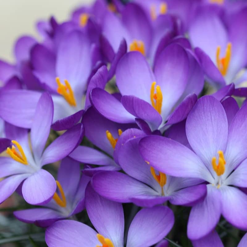 Image of IMP. Saffron | Crocus Excellent Quality Flower Bulbs for Attractive Aromatic Flowers Home Outdoor Gardening Plants Flowering Bulbs (pack of 12, Tommasinianus)