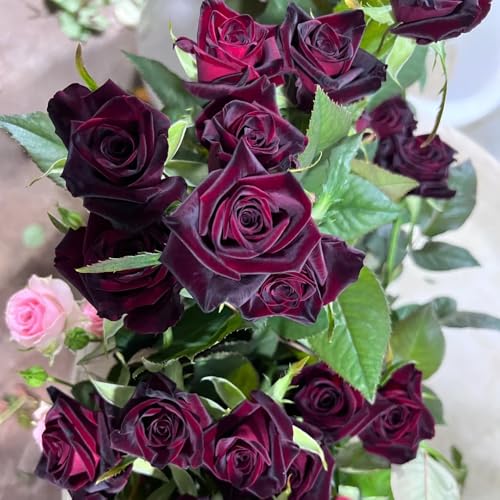 semillas de rosal, semillas de invernaderos balcón jardín rocas resistentes exóticas arbustos rápido crecimiento Decoración jardín 550pcs