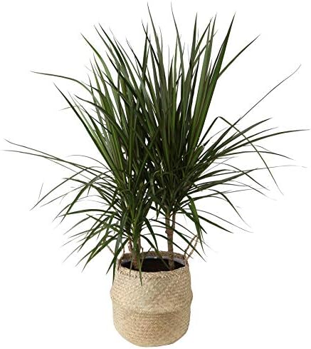 Costa Farms Dracaena Marginata Magenta Madagascar Dragon Tree Live Indoor Plant, 14-Inches Tall, Ships in White-Natural Décor Planter