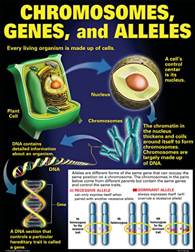 Mcdonald Publishing Dna & Heredity Poster Set (P128) #TOP4