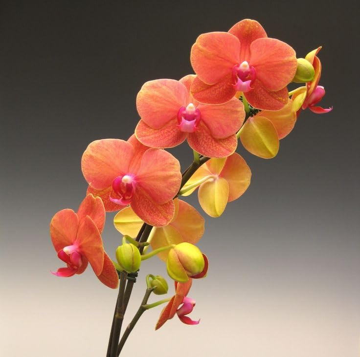 Sipra Enterprise Rare Exotic Live Orchid Flower Plant (Orange) Dendrobium Live Plant Original Variety (B0CRF5GDJL) Amazon Price History, Amazon Price Tracker