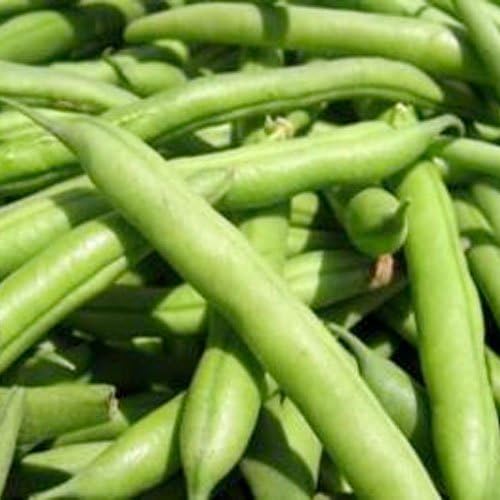 Seed Needs, Heirloom 130+ Blue Lake 274 Bush Bean Seeds