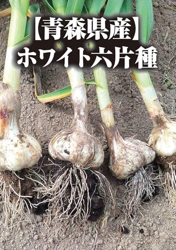 合同会社ササヒロ 青森県産にんにく Lサイズ 500g