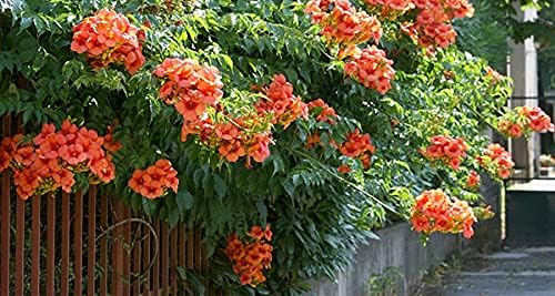Green Paradise Campsis grandiflora Chinese Trumpet Creeper Orange Live Plant