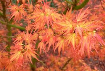 Akaji Nishika Japanese Maple 2 - Year Tree