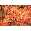 Akaji Nishika Japanese Maple 2 - Year Tree